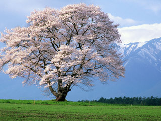 08sakura_koiwai1.jpg